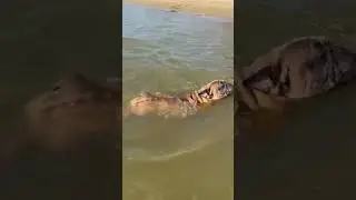 Шок!!! Смотреть до конца😨