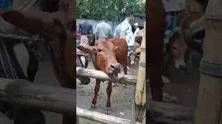mooing cow #shorts #mooingcow #mooingcowtoy #mooingcowmilk #shortvideo #viralvideo #trending #mooing