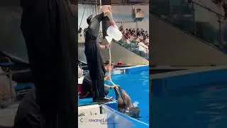 Dolphin Drinking Water.