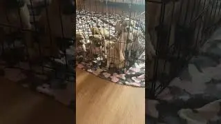 🔥🔥ШИКАРНЫЕ ЩЕНКИ 🔥🔥АМСТАФФЫ