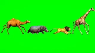 camel,hippo,lion,giraffe running green screen video | Animal race green screen stampede #animals
