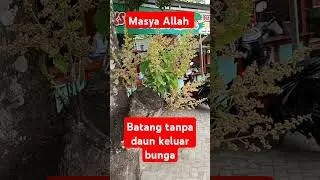 Masya Allah, batang besar muncul banyak bunga