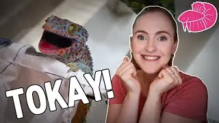 Tokay Gecko Unboxing! TWO Angry Adorable DEMON Lizards