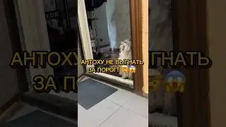 АНТОХУ НЕ ВЫГНАТЬ ЗА ПОРОГ! 😂🦭 #котантоха кот в подъезде