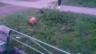Моська!