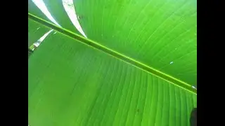 Musa basjoo Bananas in cold  Winter weather
