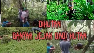 SEREM..DI HUTAN TERYATA BANYAK JEJAK BABI HUTAN
