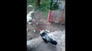 Vous n'allez pas croire ce que vous verrez!!!