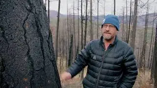 Saving Eastern Washington Forests with Proactive Forest Health Treatments