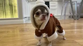 How to make a deer from a dog? Carnival costume for chihuahua fondue!