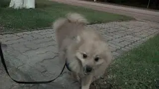 Шпиц  Аче