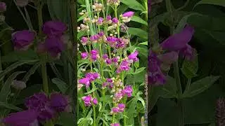 Penstemon 