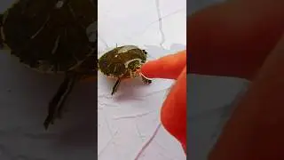 Elimle Besledim 🐢🤗