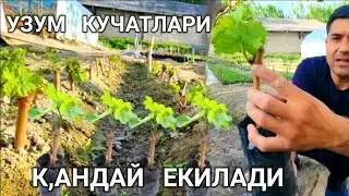 УЗУМ  КУЧАТЛАРИ  КАНДАЙ  ЕКИЛАДИ  ФОЙДАЛИ  ВИДИО..