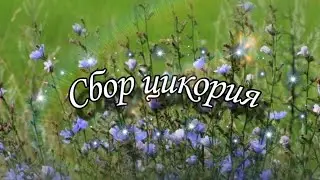 Сбор и приготовление цикория.