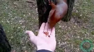 Кормление белки с рук