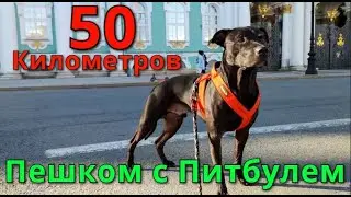 Путешествие с питбулем на 50 км пешком!