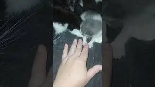 Котятам 10 дней 🐈 Начинают открываться глазки🤗ТриКота🐱🐱🐱