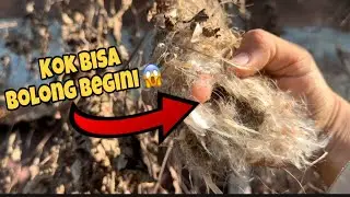 Sarang belakang berlubang dan anaknya hilang, tragis sekali 😱😱😱