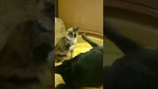 Бои без правил 2018