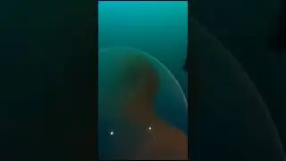 ОГРОМНОЕ ЯЙЦО В МОРЕ #shorts
