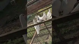 выпуск типплерят 04 07 2024 г