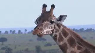 A Great African Safari