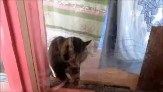 милые и смешные котята_2 минуты позитива!
