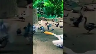 #varna #zoo #wildlife #attack #pelicans #wildbirds