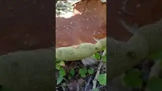 #Прогулка_в