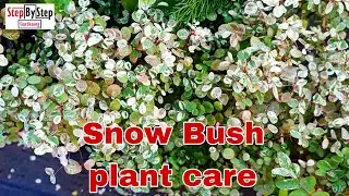 Snow Bush plant care and propagation//Care of Breynia Nivosa plant