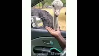 Smooth criminal (Ostrich version)