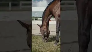 The Hors Eating grass nicely♥️♥️🎠#shorts#horse#vital#trending