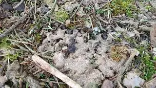 Morilles 2020 Sa commence à poussé petit à petit