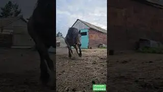 Жеребец Малыш #коневодство #horse