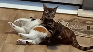 НОВОГОДНИЕ ПРОДЕЛКИ МАРСА и БУСЬКИ 🙃🤣