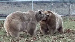 Jenny and Amy are pretty much the only bears that still like to go out and play over the winter!
