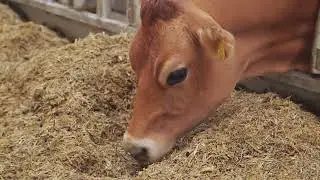 Милые коровы породы Джерси