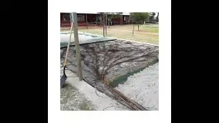 Martian root systems invades ...