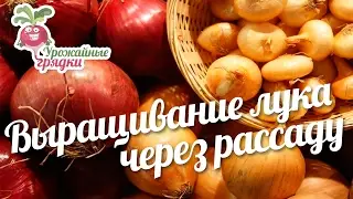 Выращивание лука через рассаду. Урожайные грядки.