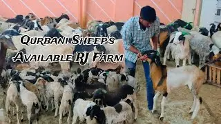 Qurbani Sheep's Lot Available RJ Farm Contact:-9603878121