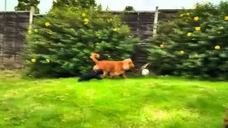 Puppies in the garden