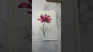 Inky Cosmos flower 