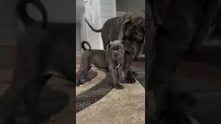 Father and son Cane Corso duo  #canecorsolovers #canecorso #dog #corso #dogbreed