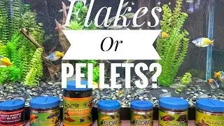 Feeding Fish: Flakes Or Pellets?