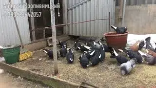 Голуби