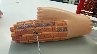 Smooth Cardiac Skeletal muscle models