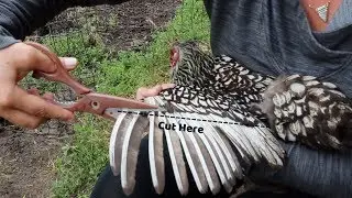 HOW TO Clip Flight Feathers on Chickens
