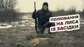 Полювання на лиса із засідки/Охота на лисицу из засидки/Fox hunting