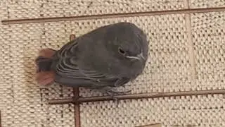 Незадачливый ПТЕНЧИК Горихвостки...